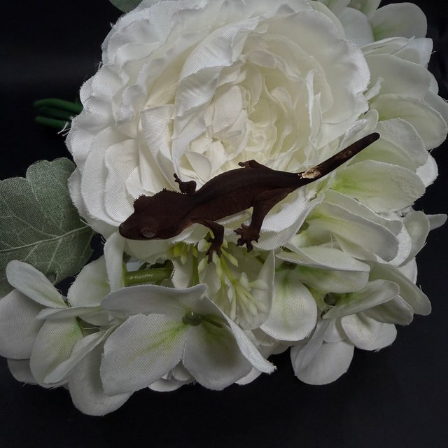 다크 블랙 챠콜