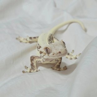 데이지×버디