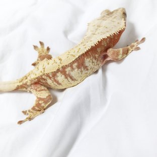 로즈