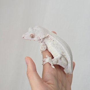 버디🤍