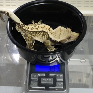 노멀 트라이 할리퀸