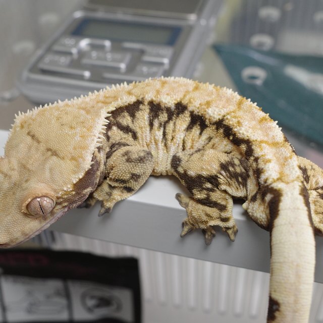 익스트림할리퀸 트라이