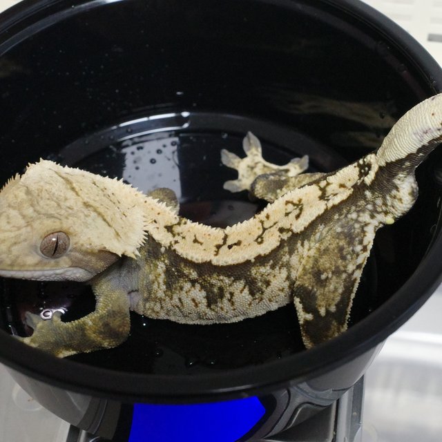 노멀 트라이 할리퀸