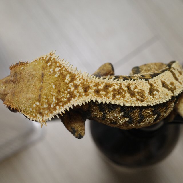 노멀 트라이 익스트림할리퀸