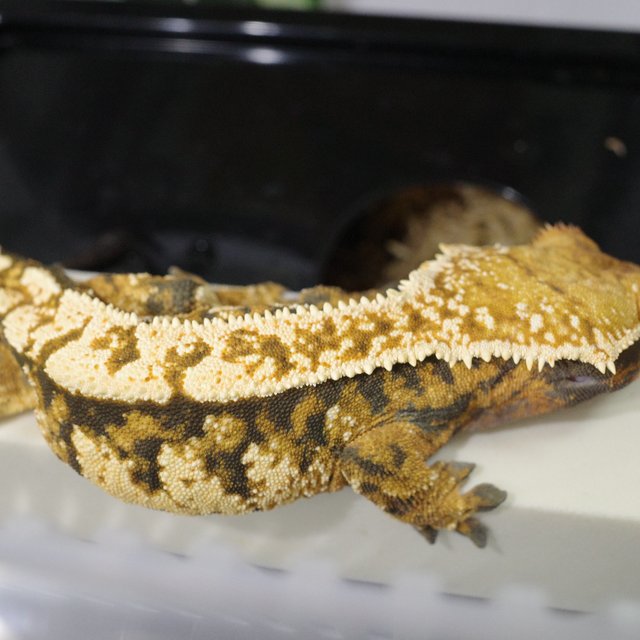 노멀 트라이 익스트림할리퀸