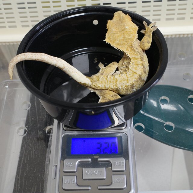 트라이 익스트림할리퀸