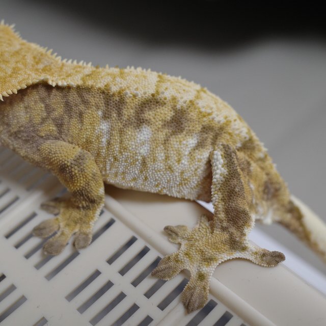 트라이 익스트림할리퀸