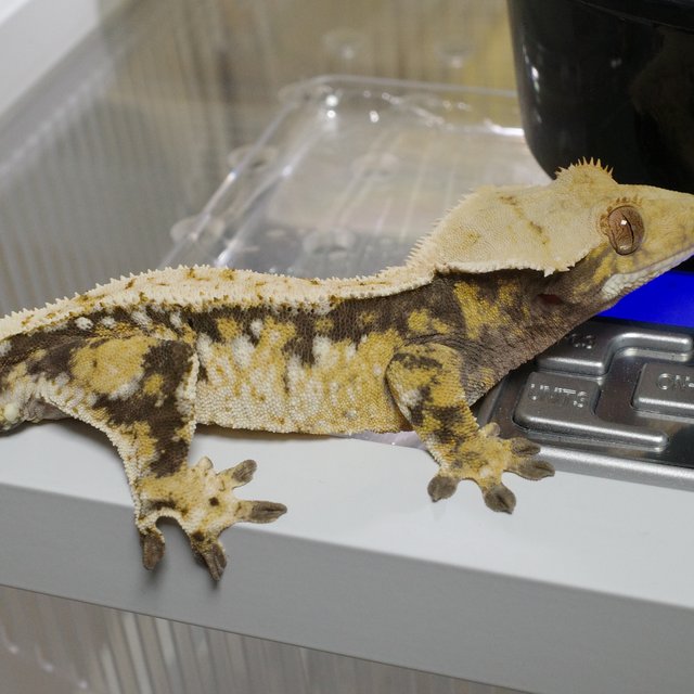 트라이 익스트림할리퀸