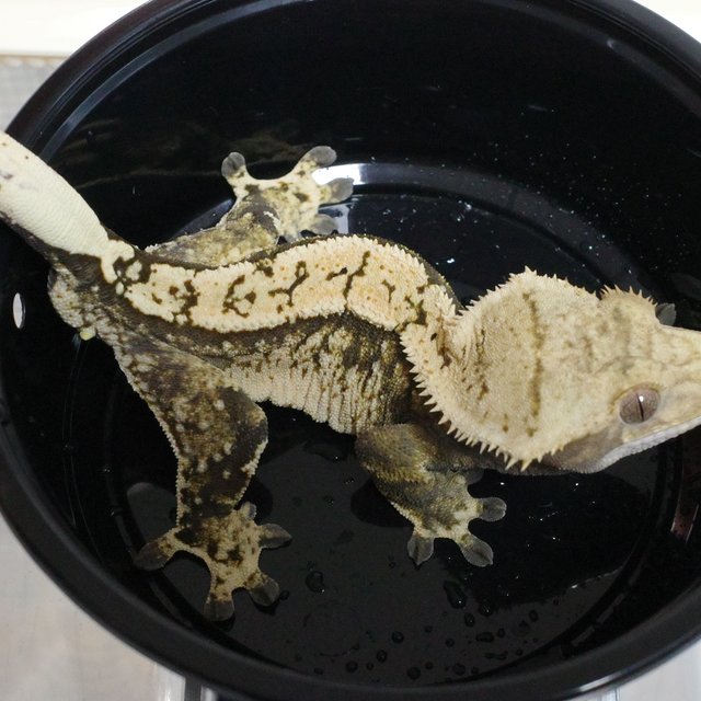 노멀 트라이 할리퀸