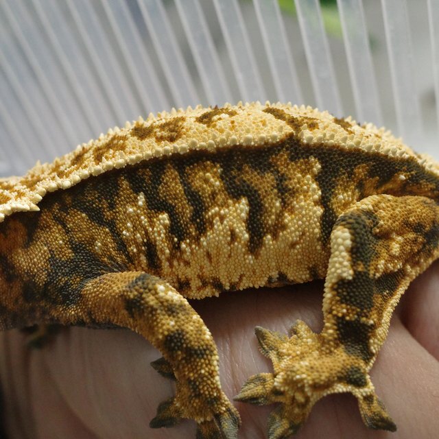 노멀 트라이 익스트림할리퀸