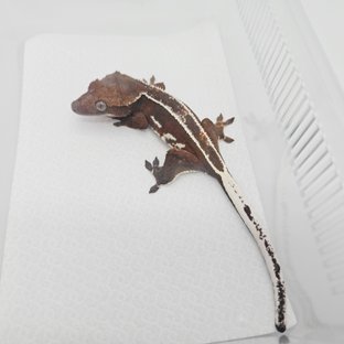 앙꼬