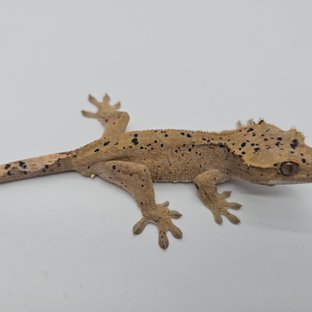 슈퍼달마시안 달마시안