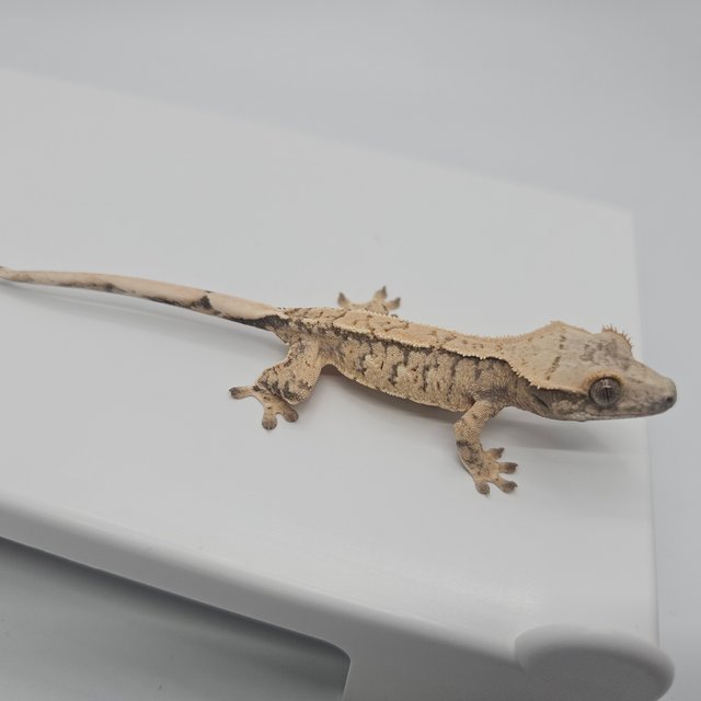 노멀 트라이 익스트림할리퀸