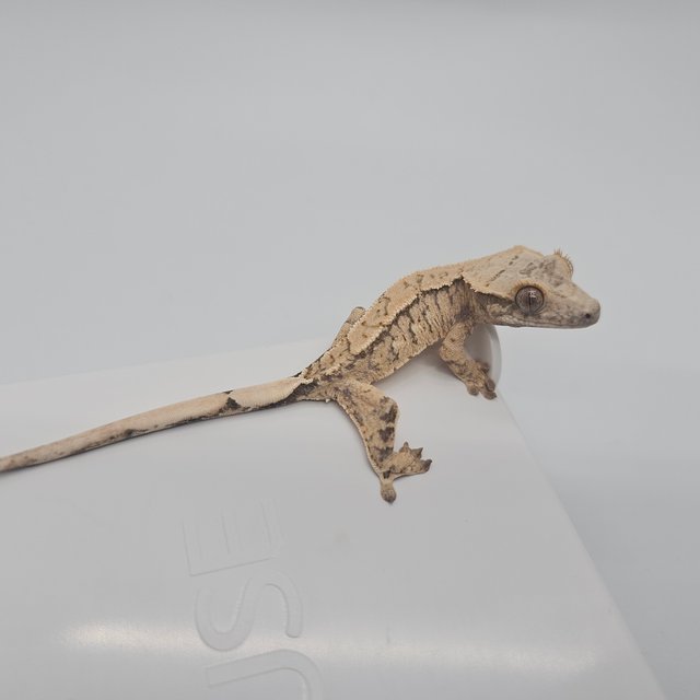 노멀 트라이 익스트림할리퀸