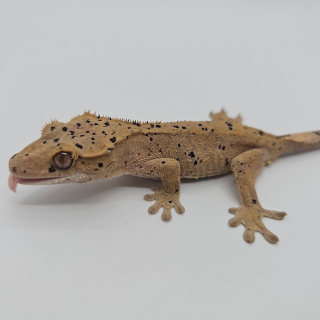 슈퍼달마시안 달마시안