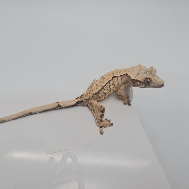 노멀 트라이 익스트림할리퀸