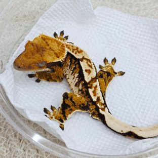 트라이 익스트림할리퀸 텐저린