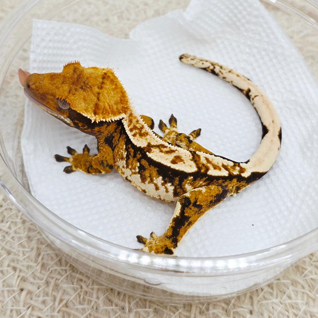 트라이 익스트림할리퀸 텐저린