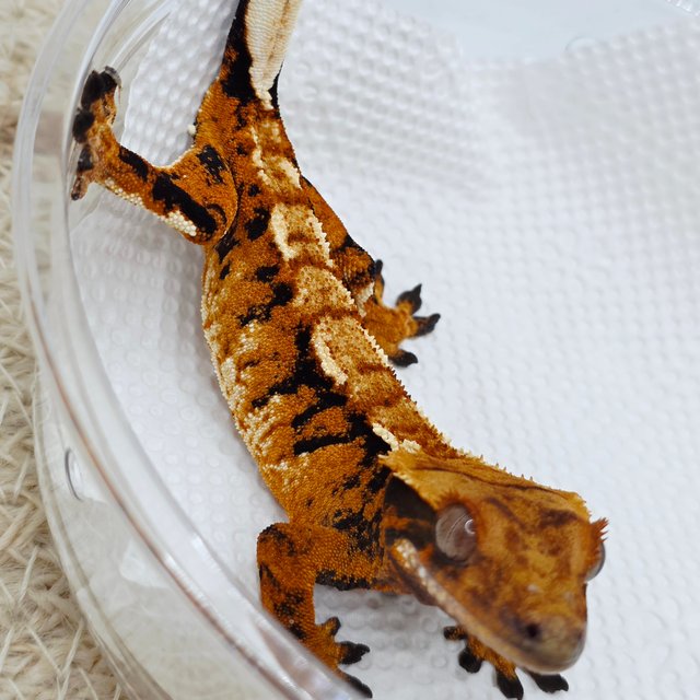 텐저린 익스트림할리퀸 트라이