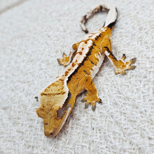 텐저린 익스트림할리퀸 트라이