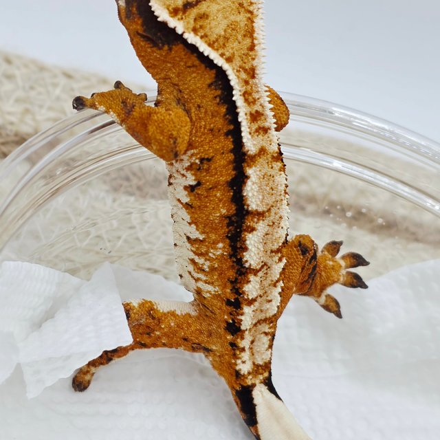 트라이 익스트림할리퀸 텐저린