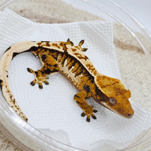 트라이 익스트림할리퀸 텐저린