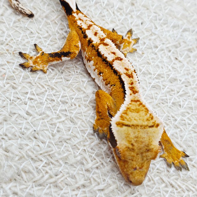 텐저린 익스트림할리퀸 트라이