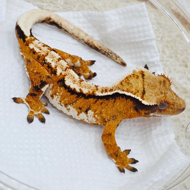 트라이 익스트림할리퀸 텐저린