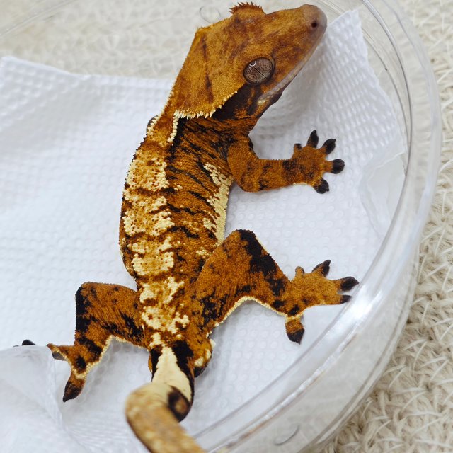 텐저린 익스트림할리퀸 트라이