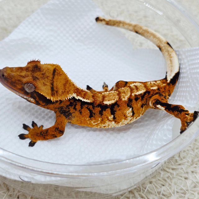 텐저린 익스트림할리퀸 트라이