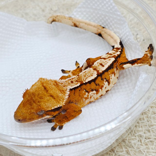 텐저린 익스트림할리퀸 트라이