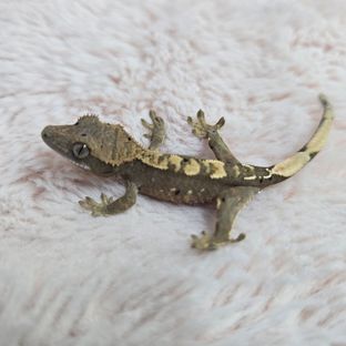 달마시안