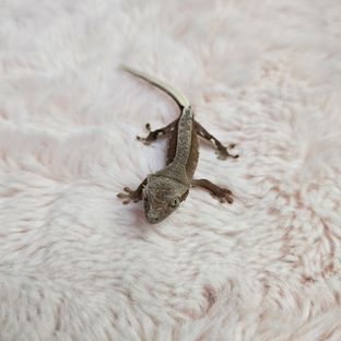 릴리화이트 레드 바이 패턴리스