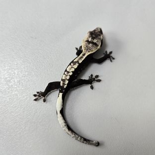 아잔틱