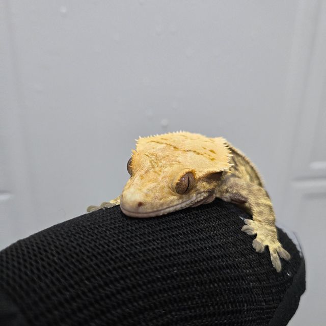 노멀 트라이 익스트림할리퀸