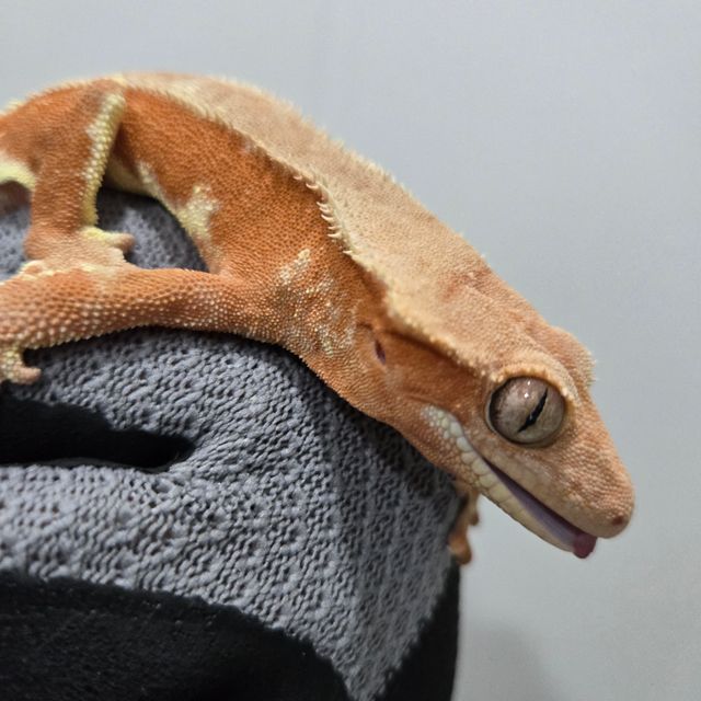 릴리화이트 레드 바이