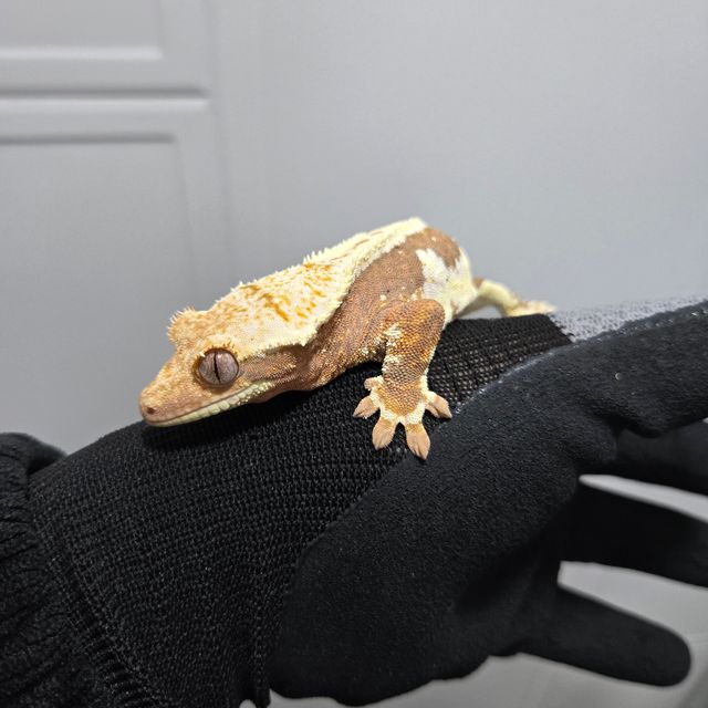 릴리화이트 레드