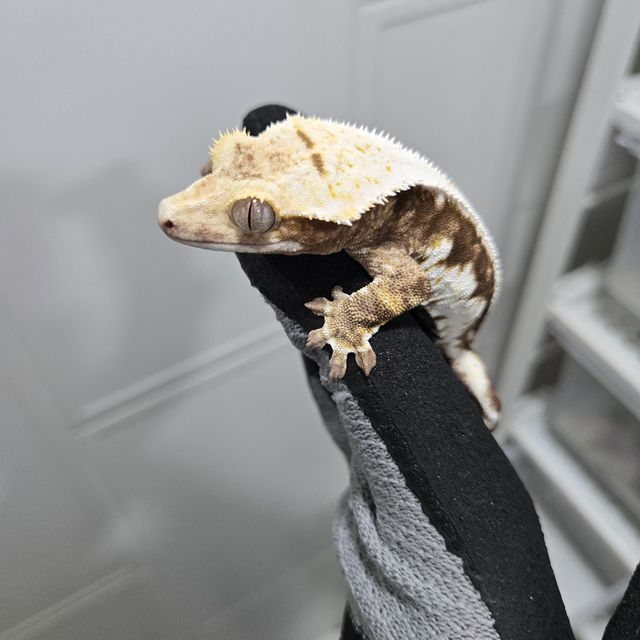 릴리화이트 화이트