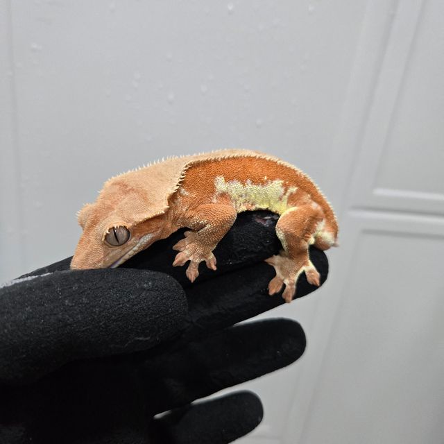 릴리화이트 레드 바이