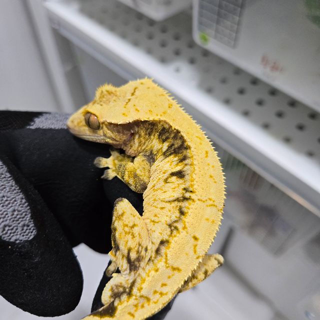 노멀 화이트 익스트림할리퀸