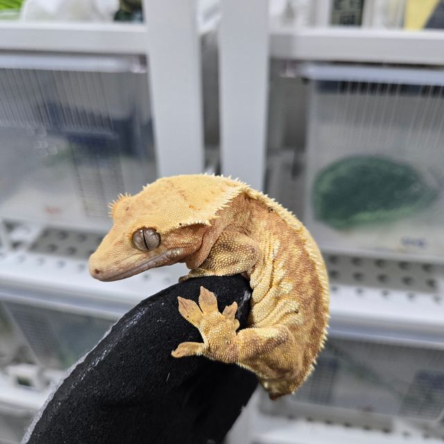 릴리화이트 할리퀸 레드 옐로우