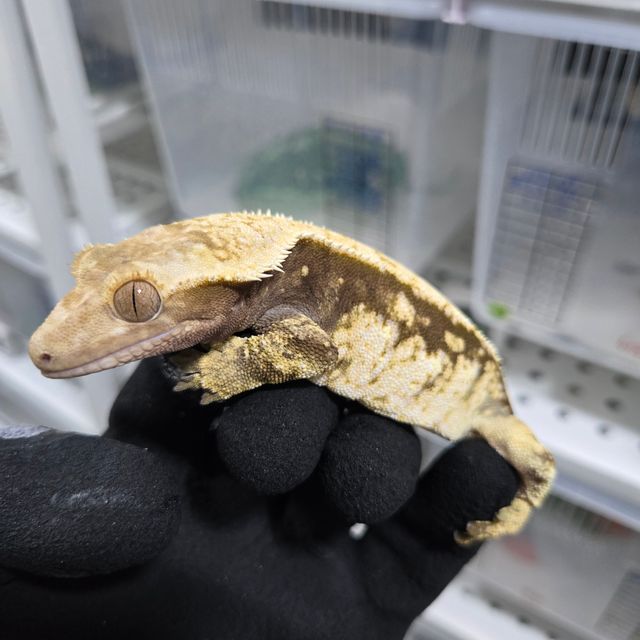 노멀 트라이 화이트스팟 쿼드