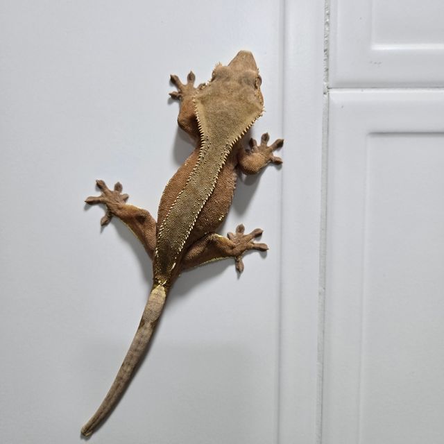 레드 바이 패턴리스