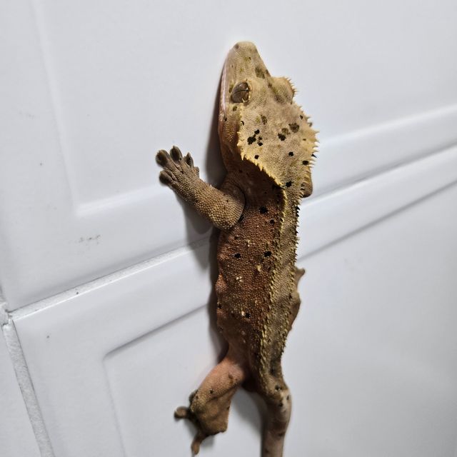 달마시안 슈퍼달마시안