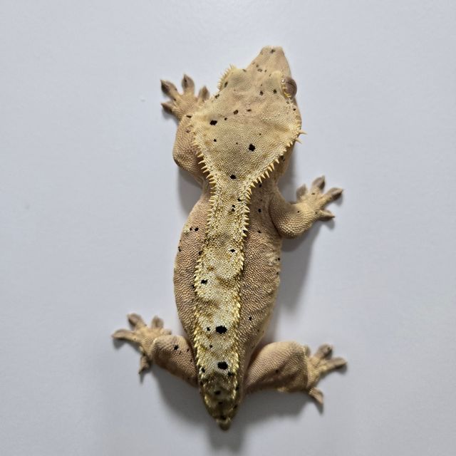 달마시안 슈퍼달마시안