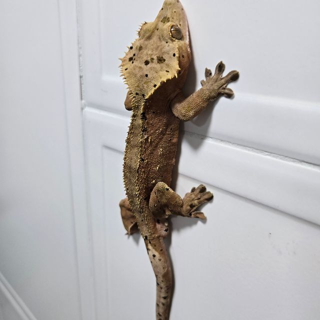 달마시안 슈퍼달마시안