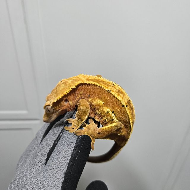 레드 핀스트라이프 쿼드