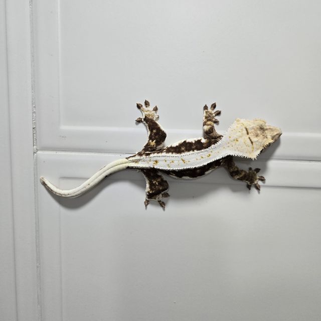 릴리화이트 화이트