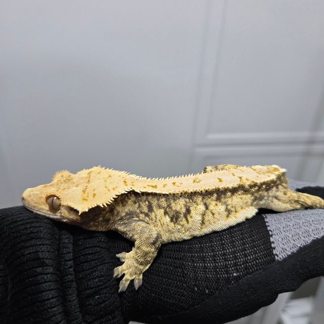 노멀 트라이 익스트림할리퀸