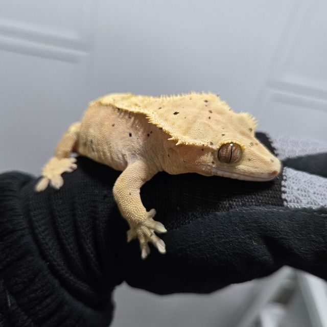 달마시안 슈퍼달마시안